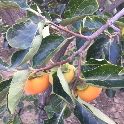 大荔县甜心柿  陕西大荔脆甜杨凤次郎柿子大量上市，产地直发