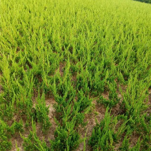 沭阳县小龙柏  1000万龙柏基地直销