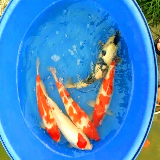  锦鲤鱼苗 鲤鱼鱼苗 观赏鱼苗大量批发