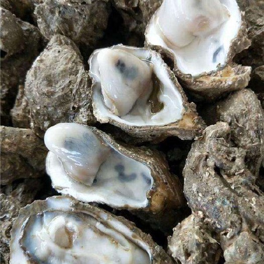 北海北海牡蛎 人工养殖 2-3两/只