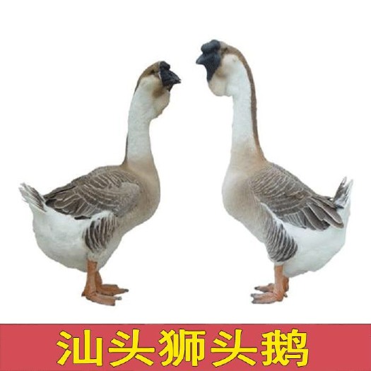 南宁 汕头狮头鹅苗