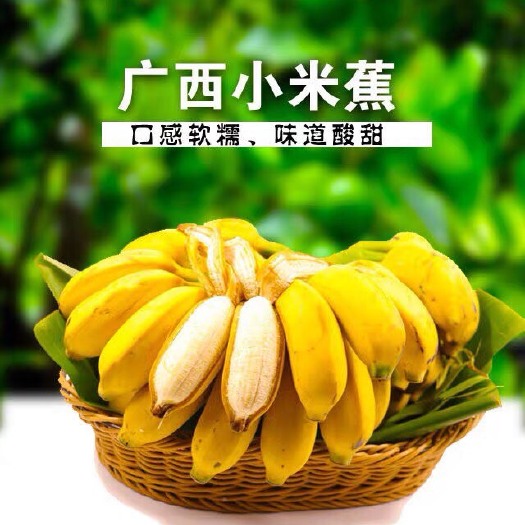 南宁香蕉  广西高山小米蕉带箱10斤皇帝蕉粉蕉一件代发