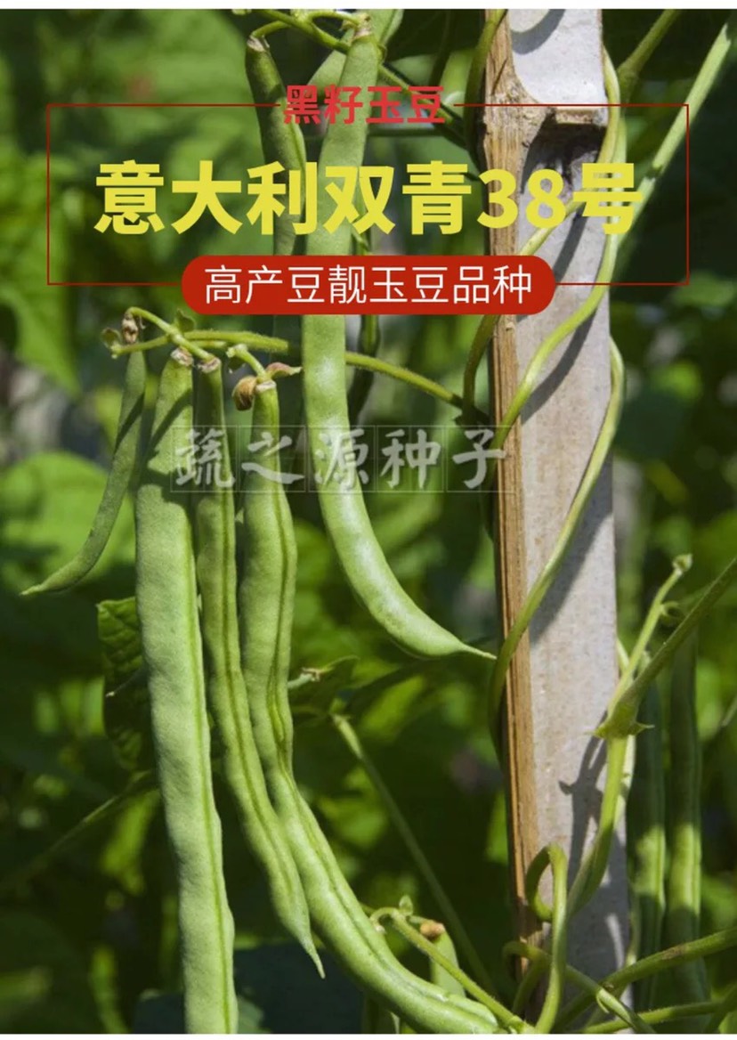 四季豆种子玉豆种子黑籽意大利双青38号玉豆种子豆扁圆出口