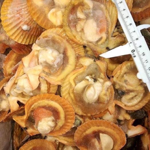 湛江扇贝 黄金贝