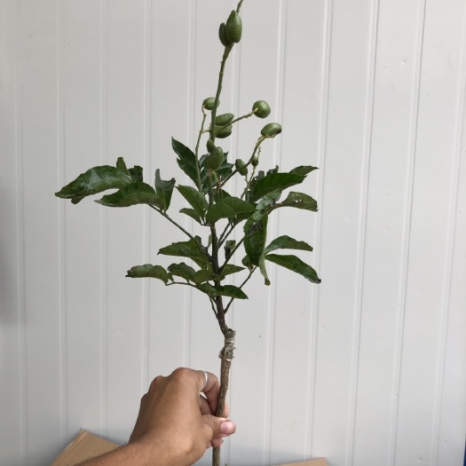 潮州黑黄皮果苗  黄皮果苗 黑皮黄皮苗 无核黄皮苗 黄皮嫁接苗 鸡心黄皮苗带土