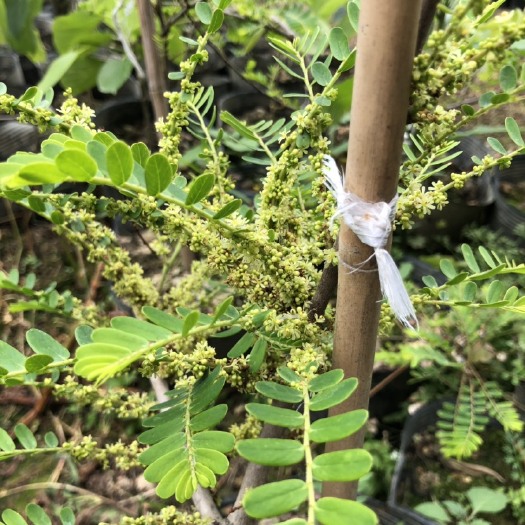 潮州余甘果苗  油甘苗 甜种油甘苗 狮头油甘苗 玻璃油甘苗 柿饼甜种余甘苗