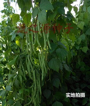 四季豆种子玉豆种子黑籽意大利双青38号玉豆种子豆扁圆出口