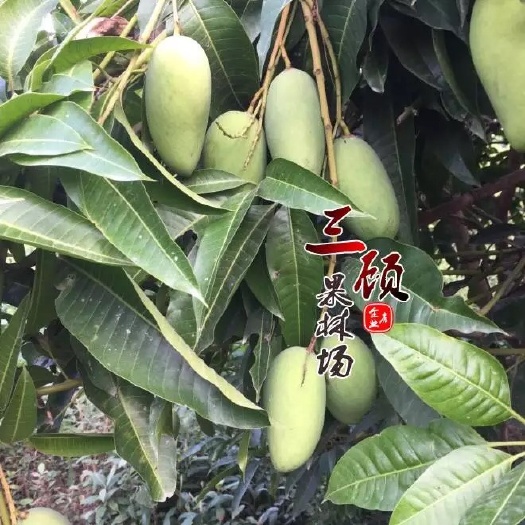 潮州四季芒果苗  四季蜜芒苗 金煌芒果苗 芒果苗 嫁接苗 桂七 紫花芒果苗
