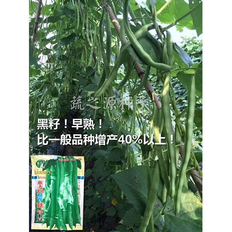 四季豆种子玉豆种子黑籽意大利双青38号玉豆种子豆扁圆出口