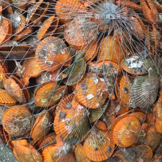 漳浦县 黄金扇贝产地直供全国发货
