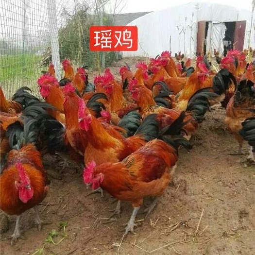 南宁瑶鸡苗 统货