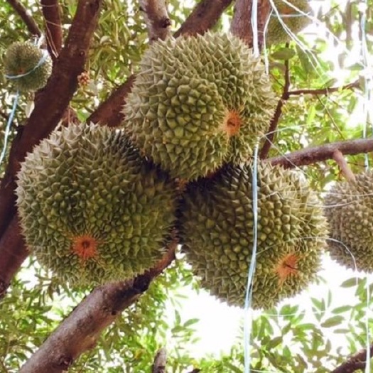 深圳黑刺榴莲 4房 果粒