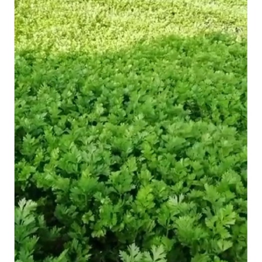梨树县黄金芹菜 40–60CM 0.5斤以下 露天种植
