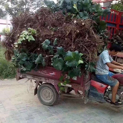 稷山县维多利亚葡萄苗 占地葡萄树