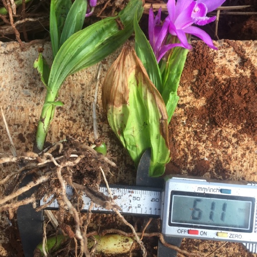 安宁市紫花白芨苗