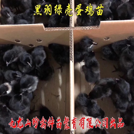 驻马店 黑羽高产绿壳蛋鸡苗