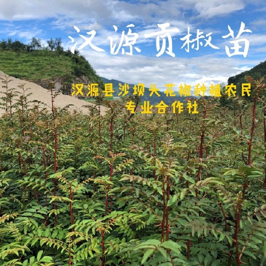 汉源县 花椒苗（汉源贡椒苗）凡采购本合作社花椒苗木可提供相关技术管