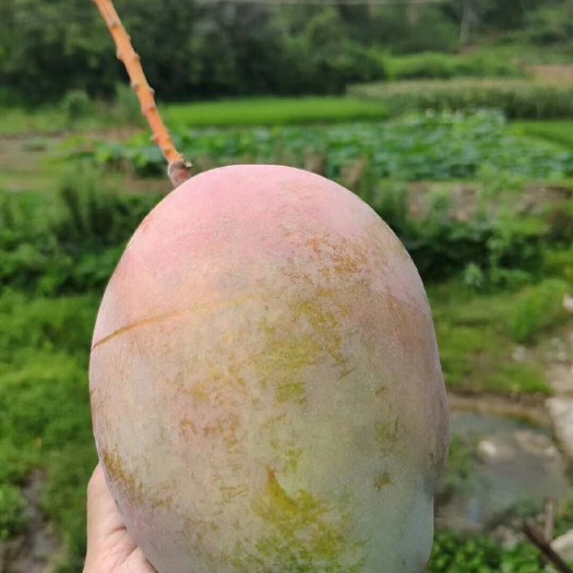 攀枝花凯特芒 每次都那么多！想要的快来便宜哦