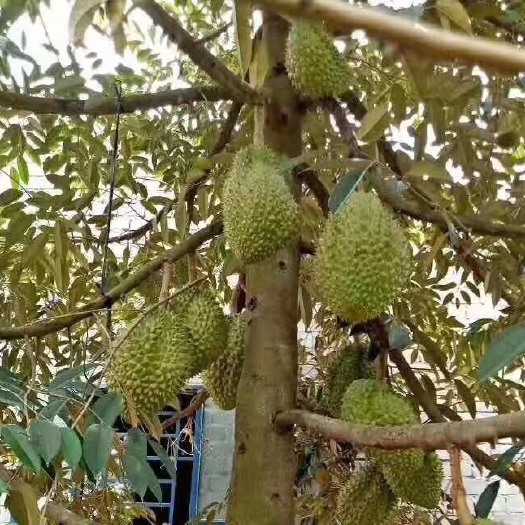 灵山县 泰国金枕榴莲苗