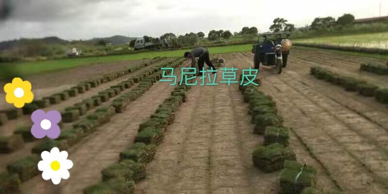 绍兴宁波马尼拉草皮