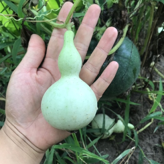 临沂 葫芦种子