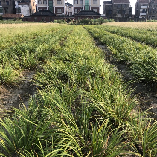 杭州 物美价廉的青叶石菖蒲