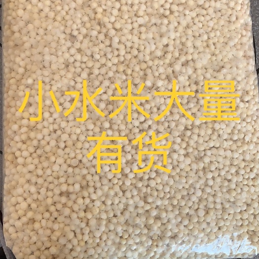 鲜芡实 新鲜小水米大量优质货，懂行老板看过来！