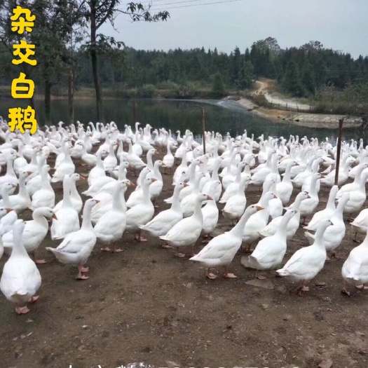 广州白鹅苗  包打疫苗