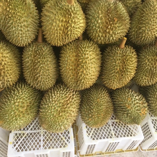 景洪市 泰国金枕头榴莲，产地直发