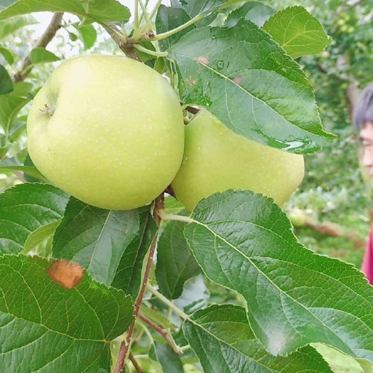盐源县 大凉山盐源苹果
