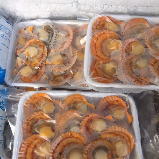饶平县黄金贝