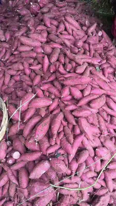 供应紫薯3.65元每斤，包邮10斤起批发支持平台一件代发！