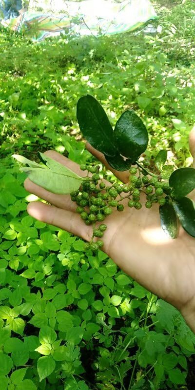 盐源县青花椒 一级 鲜花椒