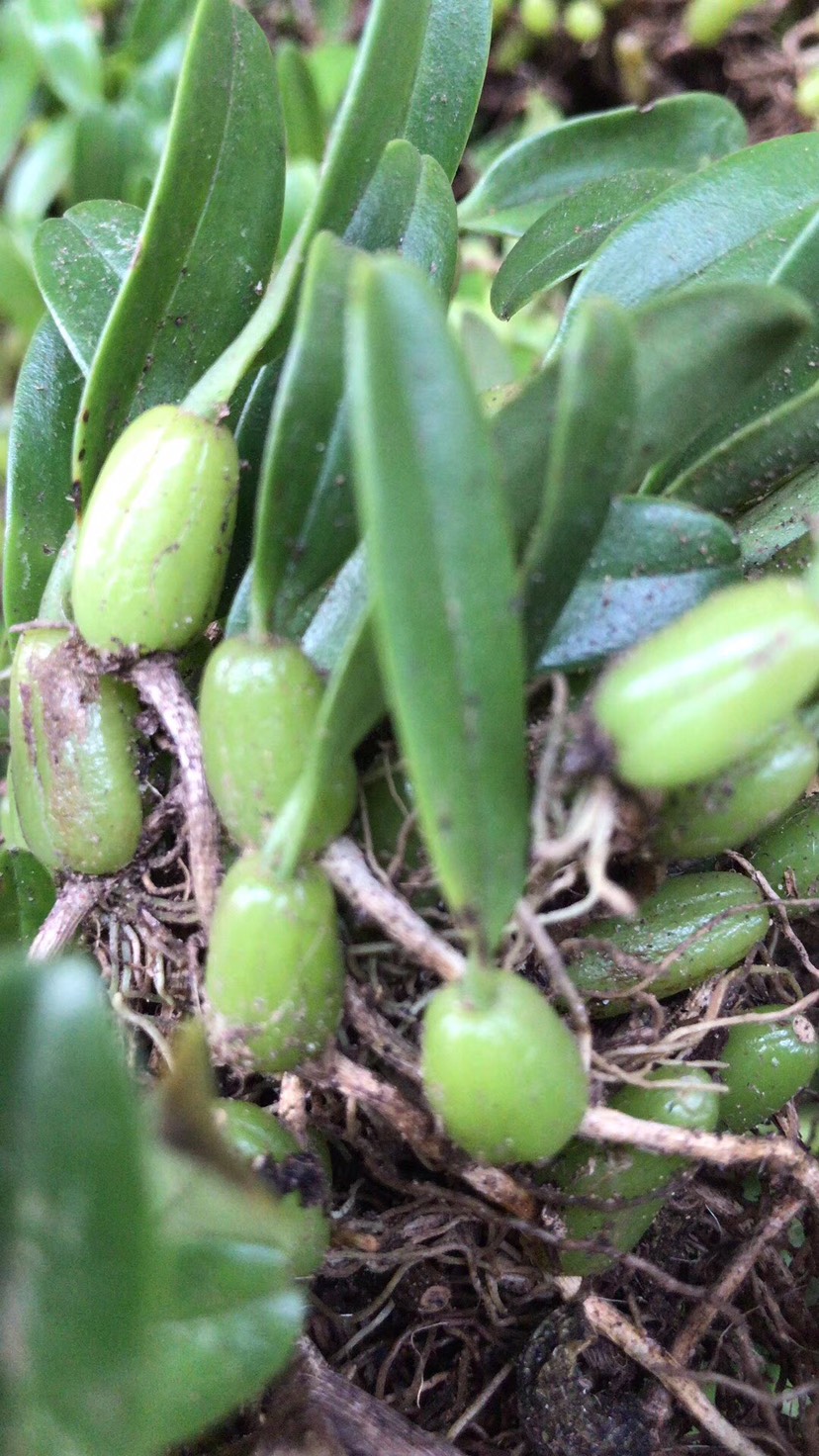 我刚发布了新供应信息[ 长期收购单叶小果石橄榄],想要货的老板欢迎找