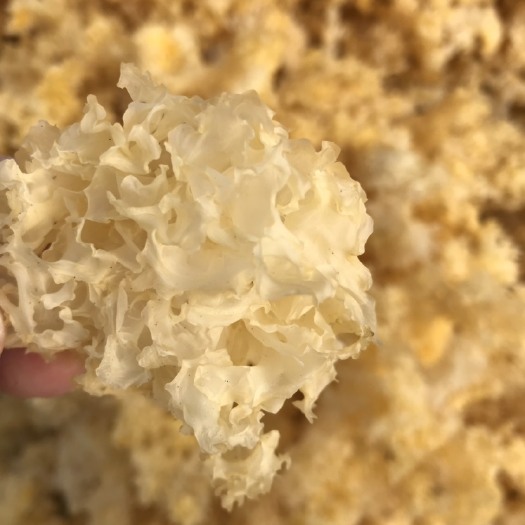 青川县椴木银耳 干银耳 朵状银耳