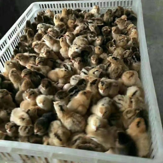 淮安 鸡苗有多少品种
