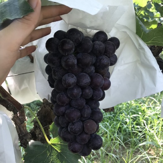 西安 陕西夏黑千亩葡萄园种植基地