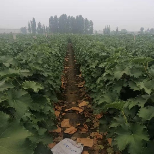鲁山县 河南万亩巨峰葡萄已经大面积上市价格优惠真诚寻找合作伙伴，