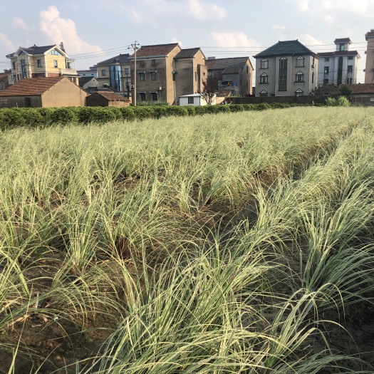 杭州 物美价廉的花叶蒲苇