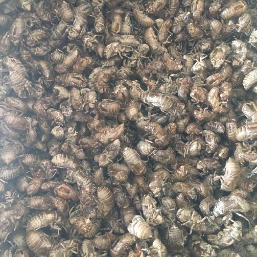 灵宝市蝉蜕，干净无杂过筛货