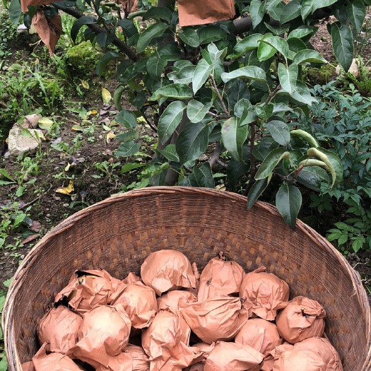 冕宁县 圆黄梨 脆甜可口