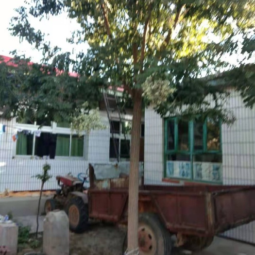 望都县黄金丁香 河北望都县