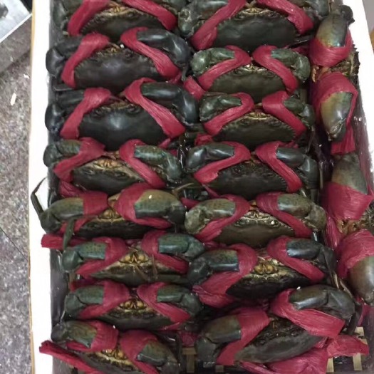 佛山 青蟹大规格1.5~2斤左右 可换扎带 包滿肉 全包活