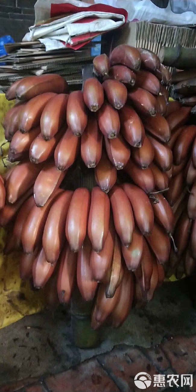  红皮香蕉3斤装5斤装50斤起批