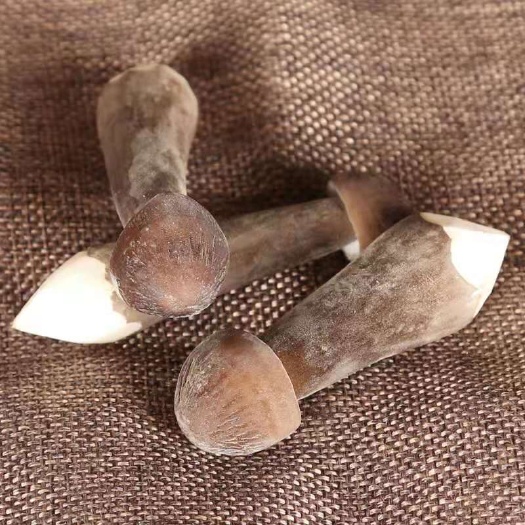 雅江县食用菌 黑皮鸡枞