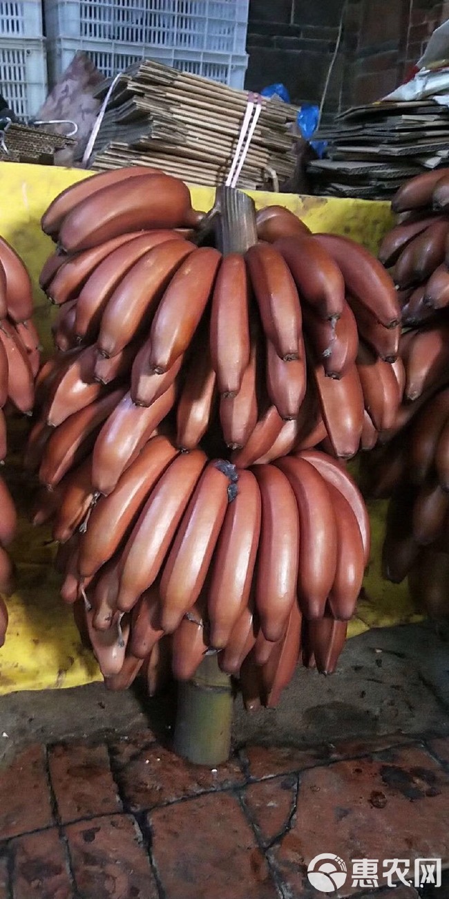  红皮香蕉3斤装5斤装50斤起批