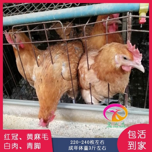 昆明 麻羽高产绿壳蛋鸡苗 鸡苗批发包做疫苗包运输