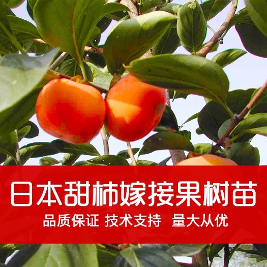 巴中日本甜柿子苗 日本甜柿嫁接果苗 磨盘柿子树苗 柿子果树苗 品质保证 价格从
