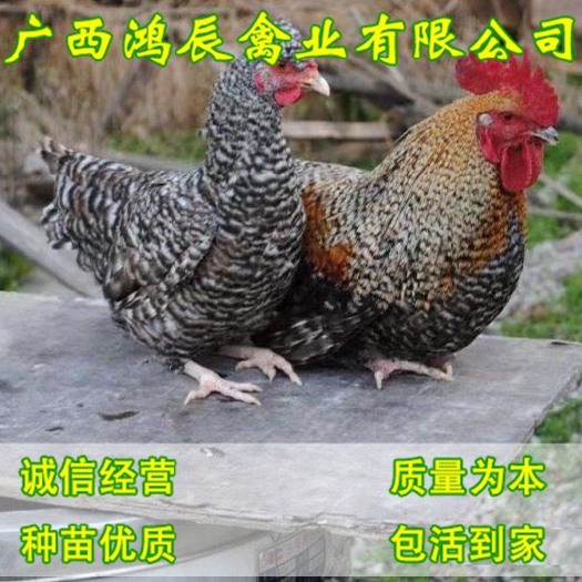 南宁 芦花鸡 红 白 黑芦花鸡苗 包疫苗 路损