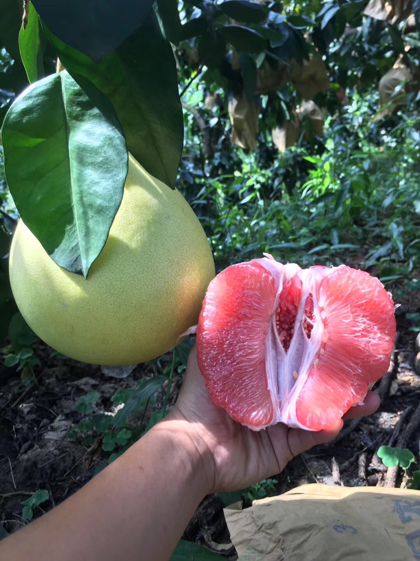  福建平和红心柚管溪蜜柚新鲜水果红肉红柚子带箱5斤包邮